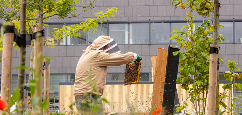 Around the world: Honeybees at HO in Denmark