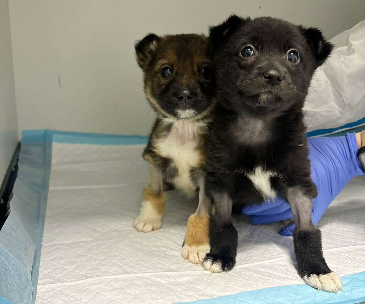 Kola Kariola paturici