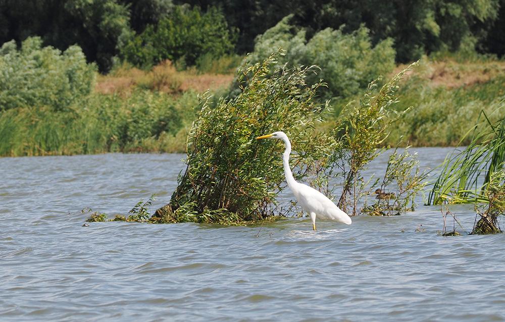 O egretă surprinsă în mini delta Carasuhat 