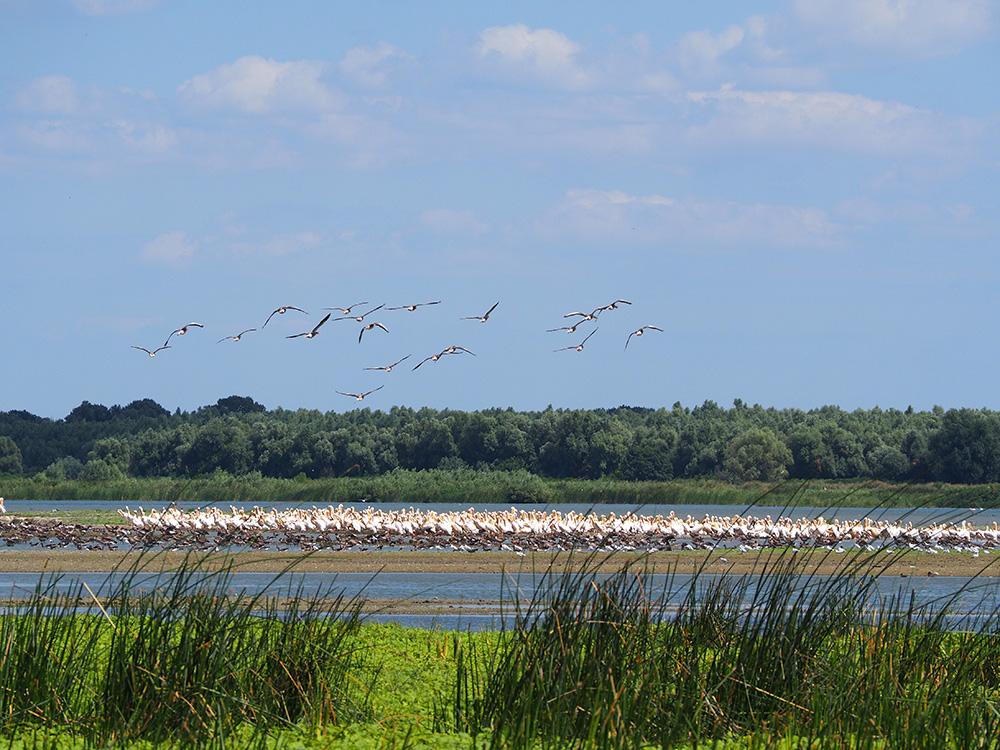 O mulțime de pelicani și-au găsit loc de cuibărire la Mahmudia