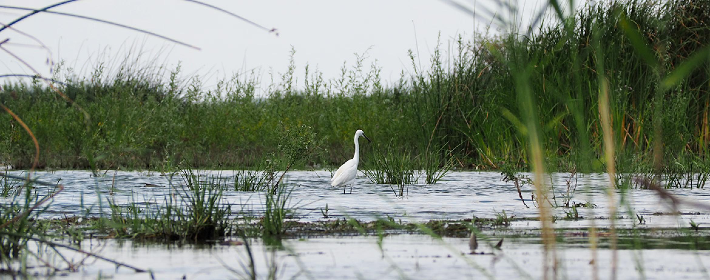 Vizită în mini-delta de la Mahmudia, un refugiu al păsărilor