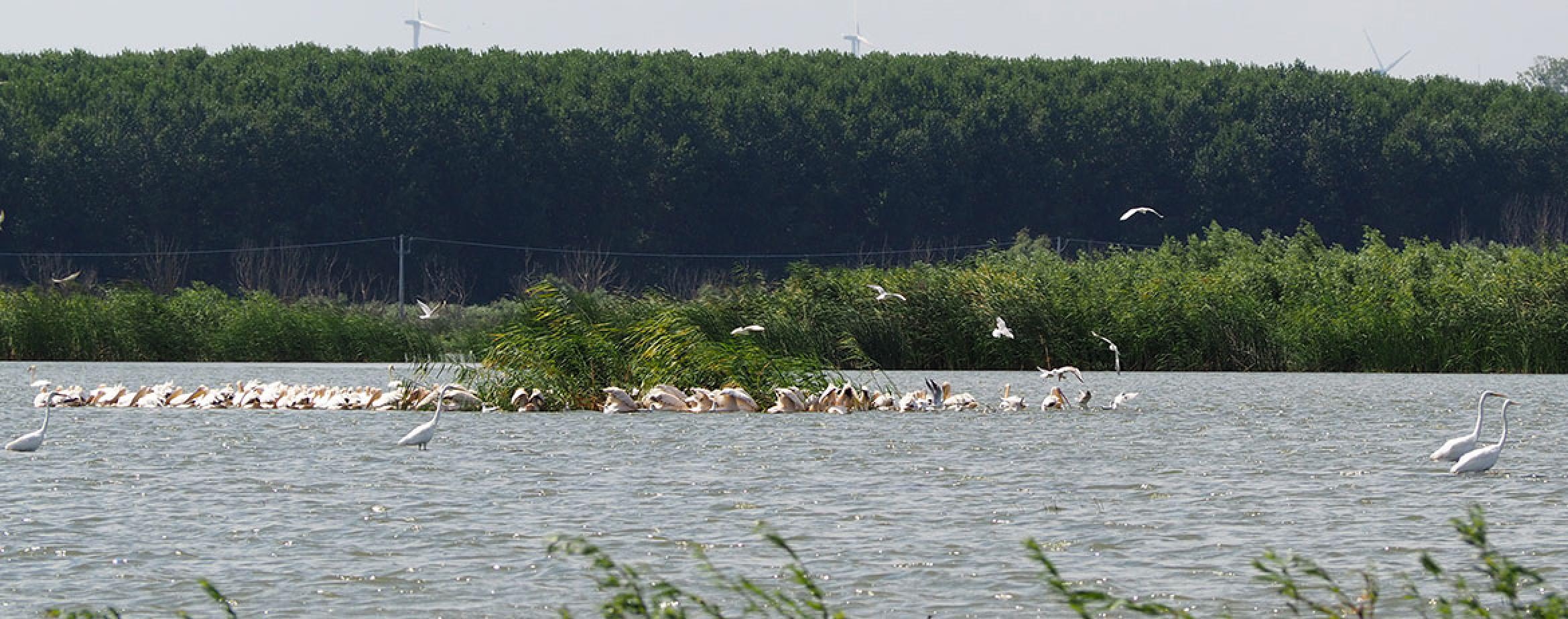 WWF-România și locuitorii din Mahmudia au nevoie de sprijin pentru păstrarea zonei umede extinse de la Mahmudia