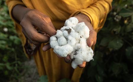 Cotton. Photo Credit: BCI/Khaula Jamil