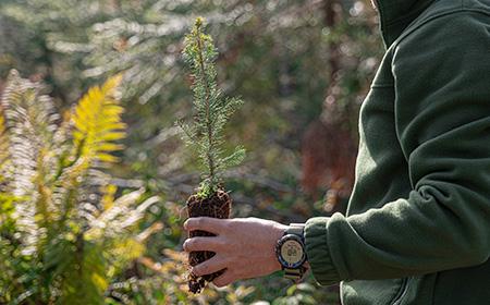 JYSK a plantat 32.000 de copaci in județul Alba